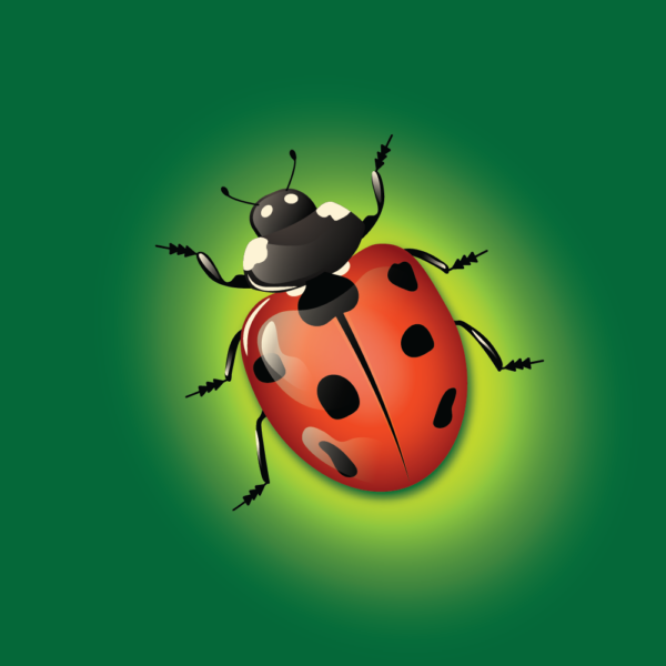 Coccinelle - Fond vert - Coccinelle realiste - Image vectorielle - Illustration vectorielle - Illustrator - Seminelle - Elena Seminskaya - Elena Janssen Seminskaya - Graphiste - Illustrateur - Infographiste - Artiste